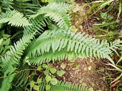 Polypodium plesiosorum