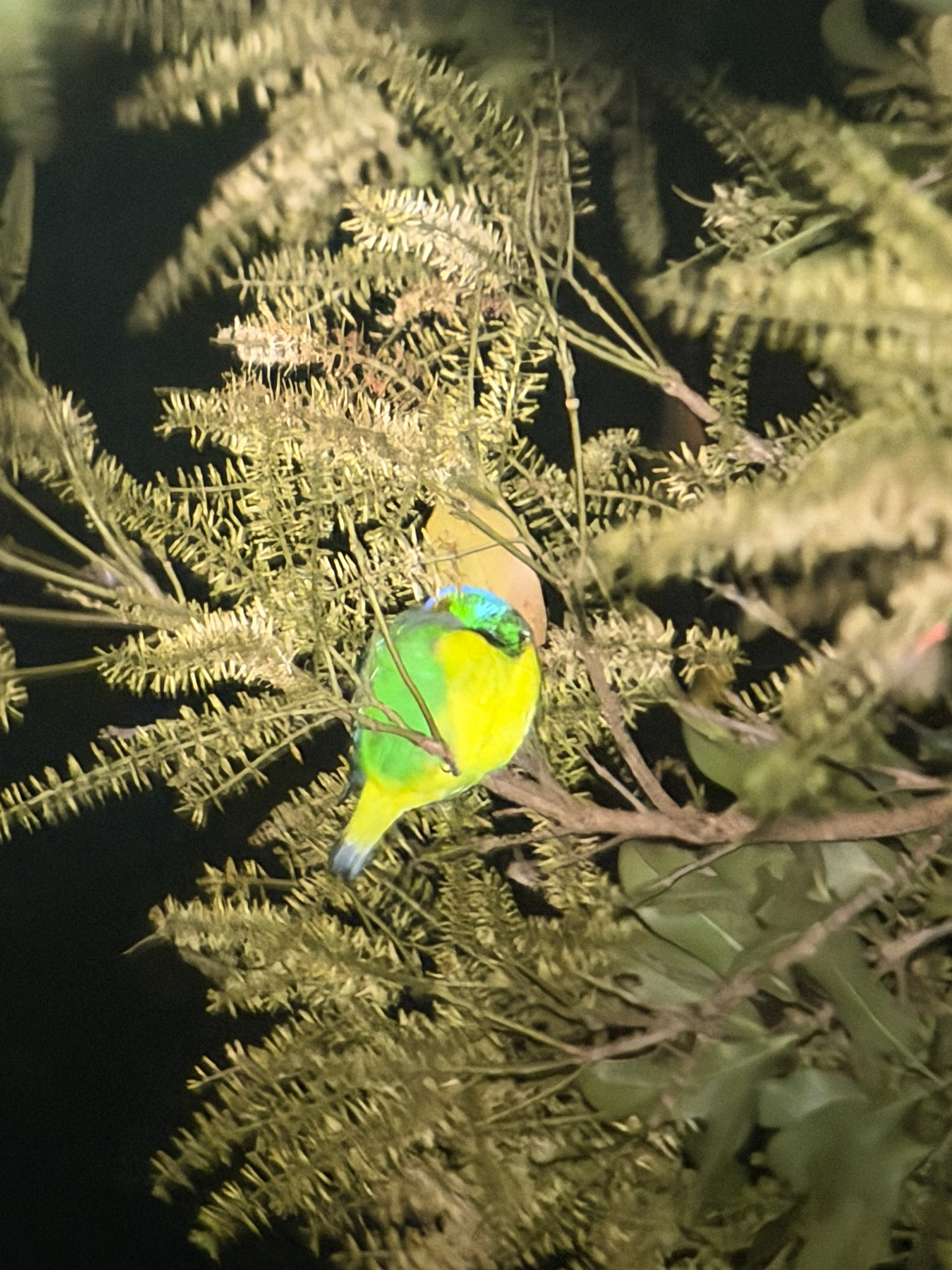 Golden-browed Chlorophonia (Chlorophonia callophrys), photo 7
