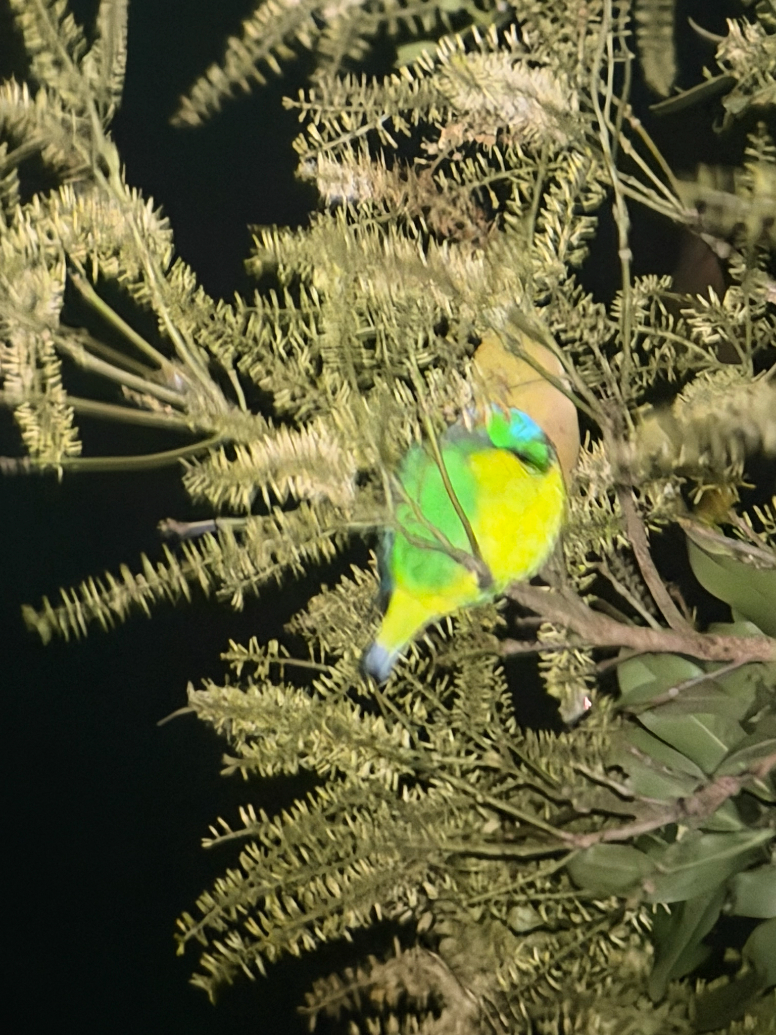 Golden-browed Chlorophonia (Chlorophonia callophrys), photo 6