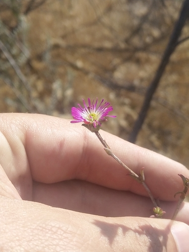 Image of Spreading Spoonfig (Erepsia patula) by (c) Jacques van der Merwe, some rights reserved (CC BY-SA)