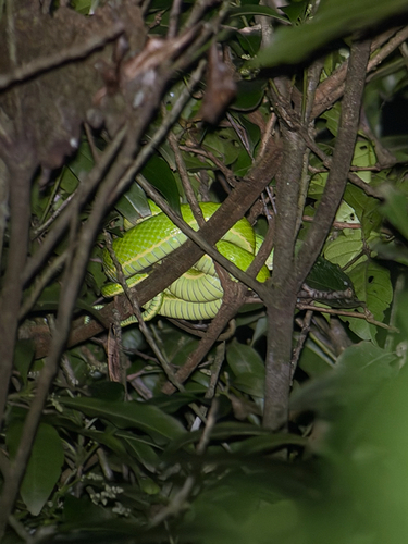 Side-striped palm pit viper