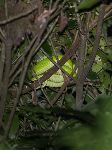 Side-striped palm pit viper