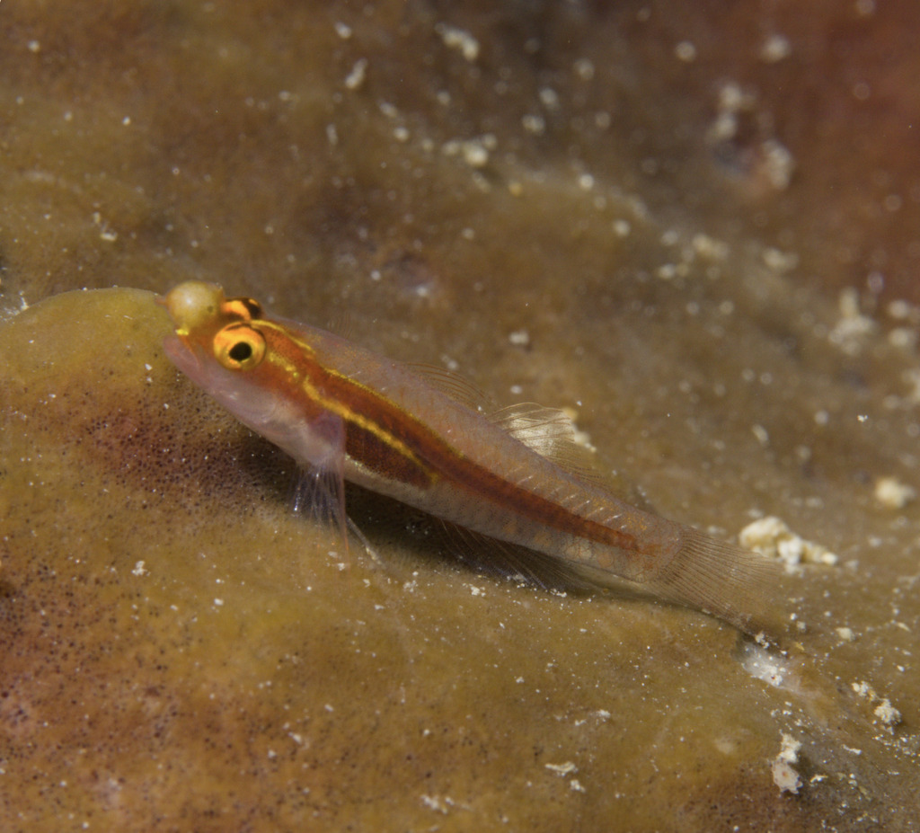 Blackspine Dwarfgoby