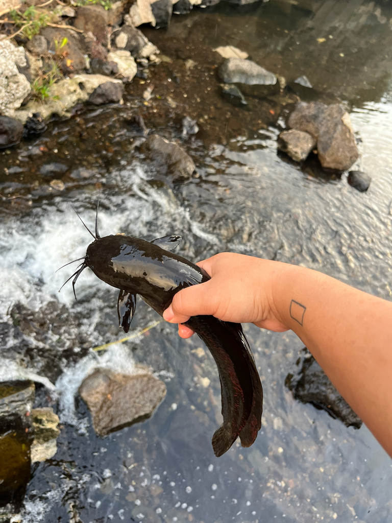Catfish (Clarias fuscus) — Clariidae
