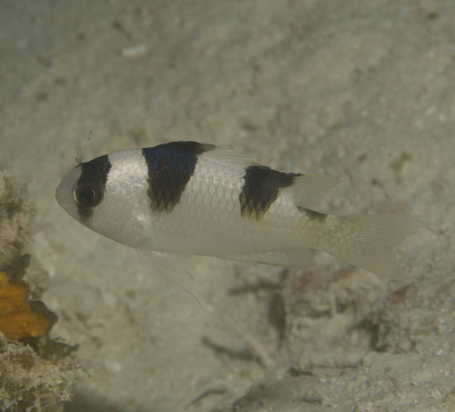 Clear damsel (Amblypomacentrus clarus) — Pomacentridae — 4