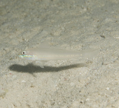 Green-Band Sleeper-Goby photo 2