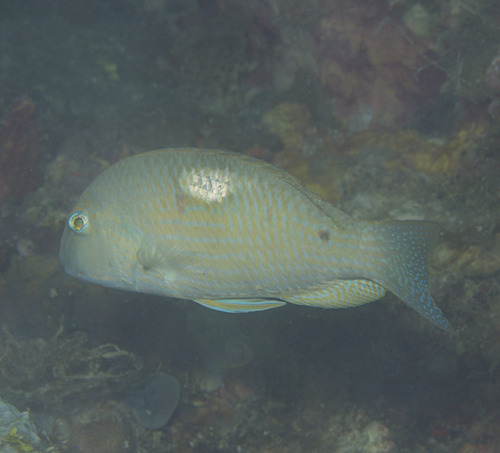 Borneo tuskfish (Choerodon oligacanthus) — Labridae — 5