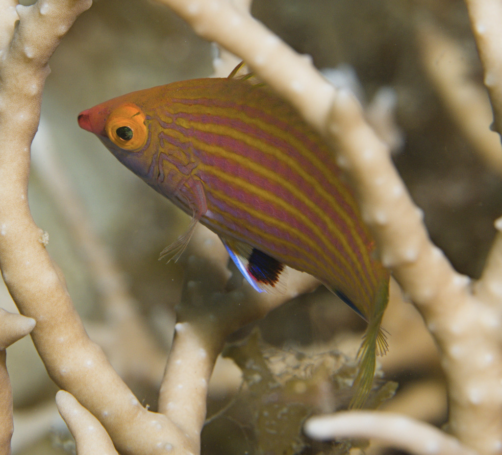 Pinstriped wrasse (Pseudocheilinops ataenia) — Labridae