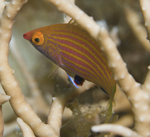Pinstriped wrasse (Pseudocheilinops ataenia) — Labridae