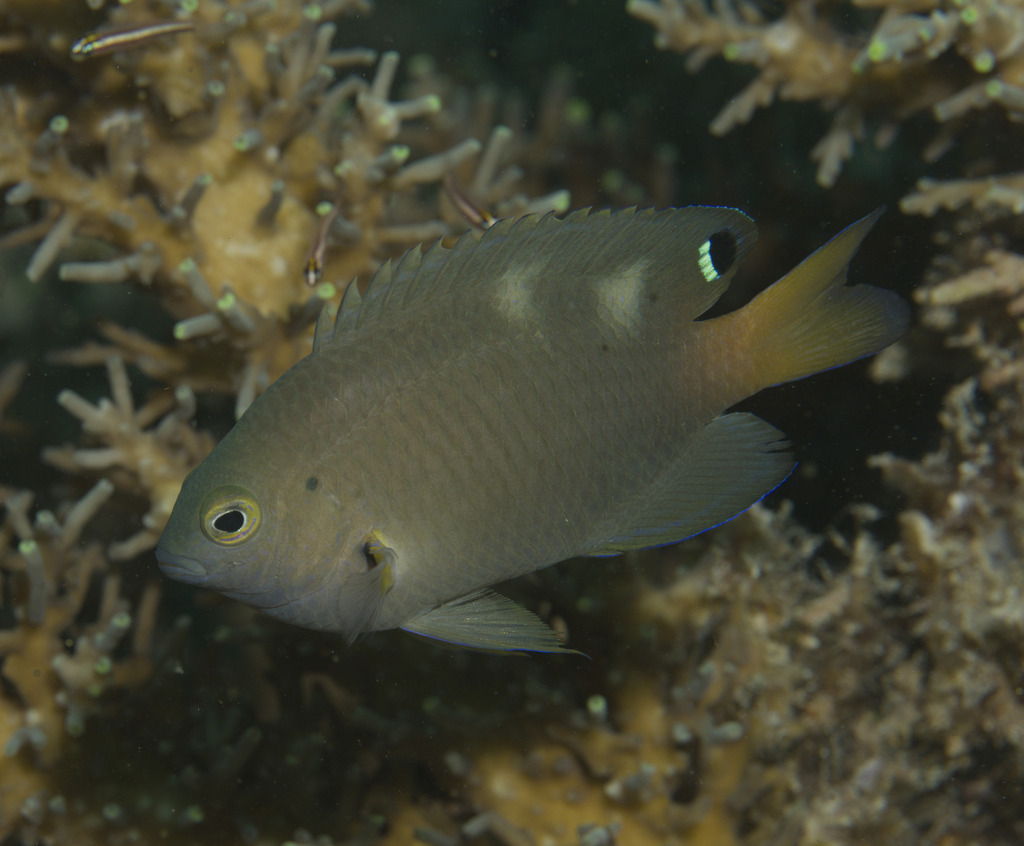 Spot-tail damsel (Pomacentrus opisthostigma) — Pomacentridae