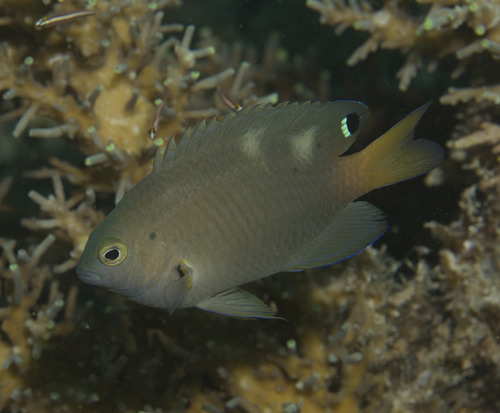 Spot-tail damsel (Pomacentrus opisthostigma) — Pomacentridae