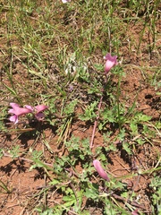 Dicerocaryum senecioides