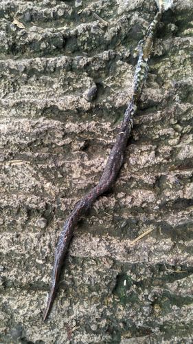 Spotted-bellied Short-headed Snake