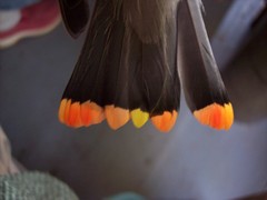 Cedar Waxwing photo 6