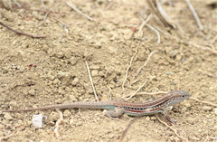 Medopheos edracanthus