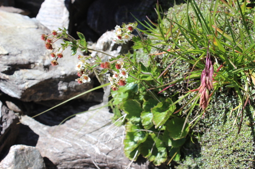 Cockayne's geum (Geum cockaynei)