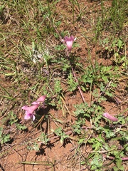 Dicerocaryum senecioides