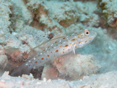 Tangaroa shrimpgoby (Ctenogobiops tangaroai) — Gobiidae