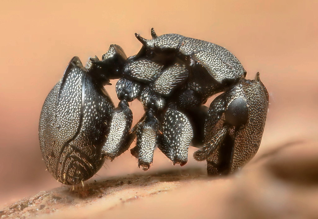 Basalis-group Turtle Ants