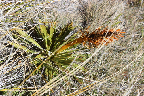 Aciphylla kirkii (Aciphylla kirkii)