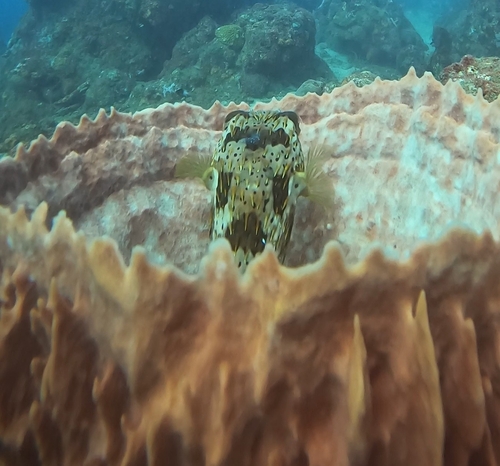 Diodon holocanthus