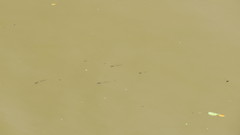 Cnesterodon decemmaculatus