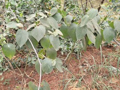 Colubrina greggii