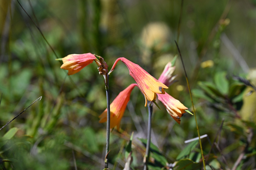 Blandfordia grandiflora, photograph 4