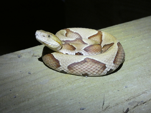 Eastern Copperhead