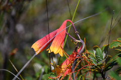 (c) Bryce Watts-Parker, some rights reserved (CC BY) Blandfordia grandiflora, photograph (c) Bryce Watts-Parker, some rights reserved (CC BY)