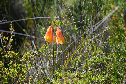 Blandfordia grandiflora, photograph 2