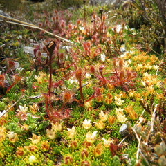 Drosera stenopetala