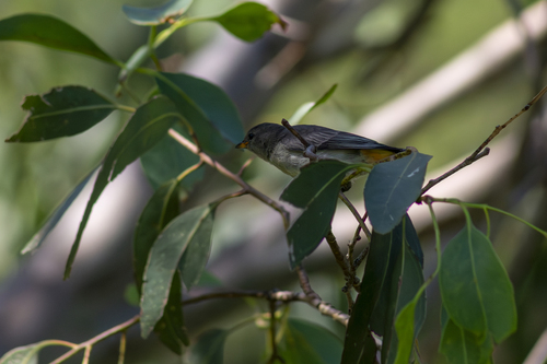 Mistletoebird (Dicaeum hirundinaceum), photo 3