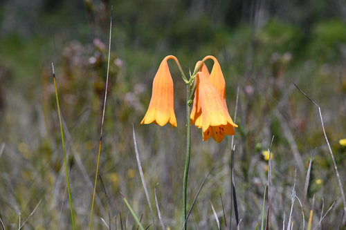 Blandfordia grandiflora, photograph 1