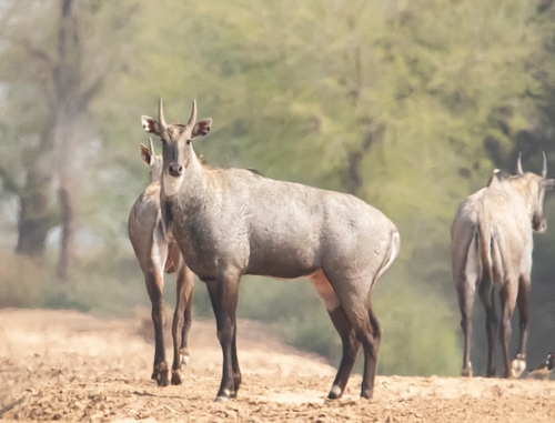 Boselaphus tragocamelus