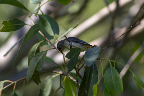 Mistletoebird (Dicaeum hirundinaceum), photo 2