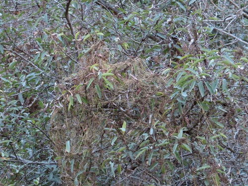 Canyon Dodder (Cuscuta subinclusa)
