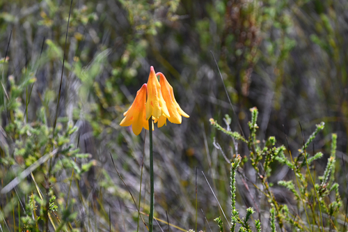 Blandfordia grandiflora