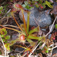 Drosera stenopetala