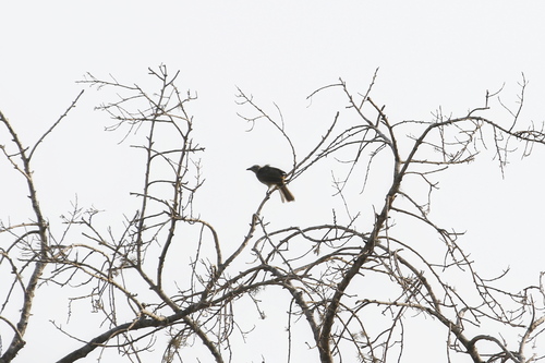 White-browed Bulbul (Pycnonotus luteolus), photo 4