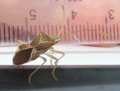 Cletoliturus lituripennis