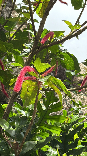 Acalypha hispida observed 2026-03-09