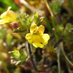 Euphrasia cockayneana