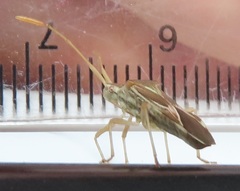 Cletoliturus lituripennis