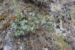 Veronica colensoi, photograph Joe Dillon, CC BY, iNaturalist via GBIF