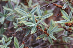 Veronica colensoi, photograph Joe Dillon, CC BY, iNaturalist via GBIF