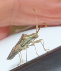 Cletoliturus lituripennis