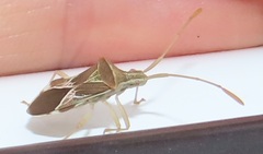 Cletoliturus lituripennis