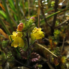 Euphrasia cockayneana