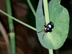 Chinavia erythrocnemis